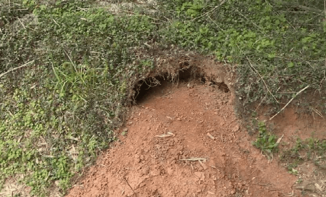 猪獾_庄稼_动物