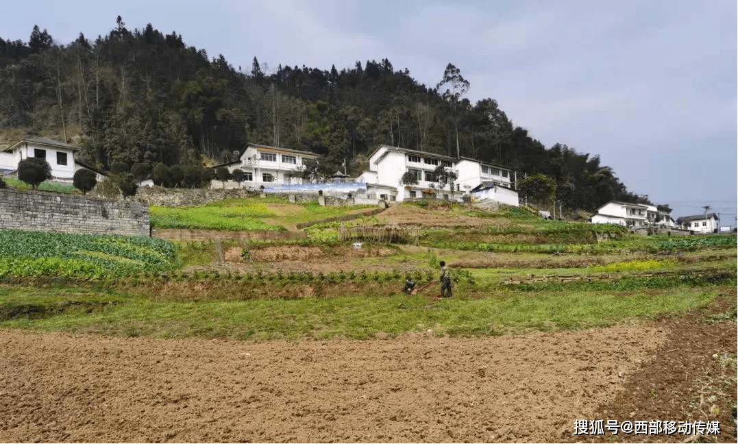 盐津县|盐津县高桥村:正是春耕时节，抢种鲜食玉米