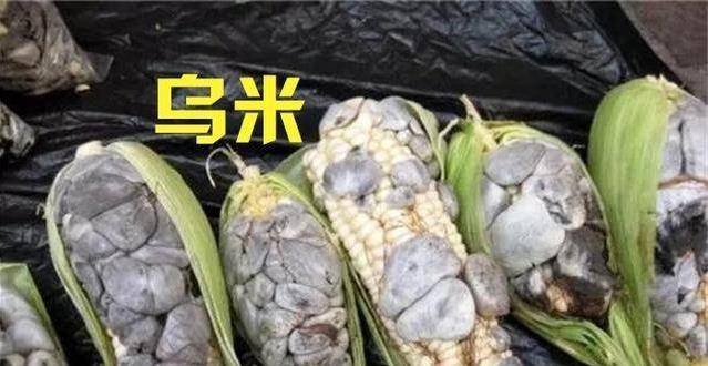 原创玉米上长出的乌米愁坏了农民却有很高的营养具有健脾胃
