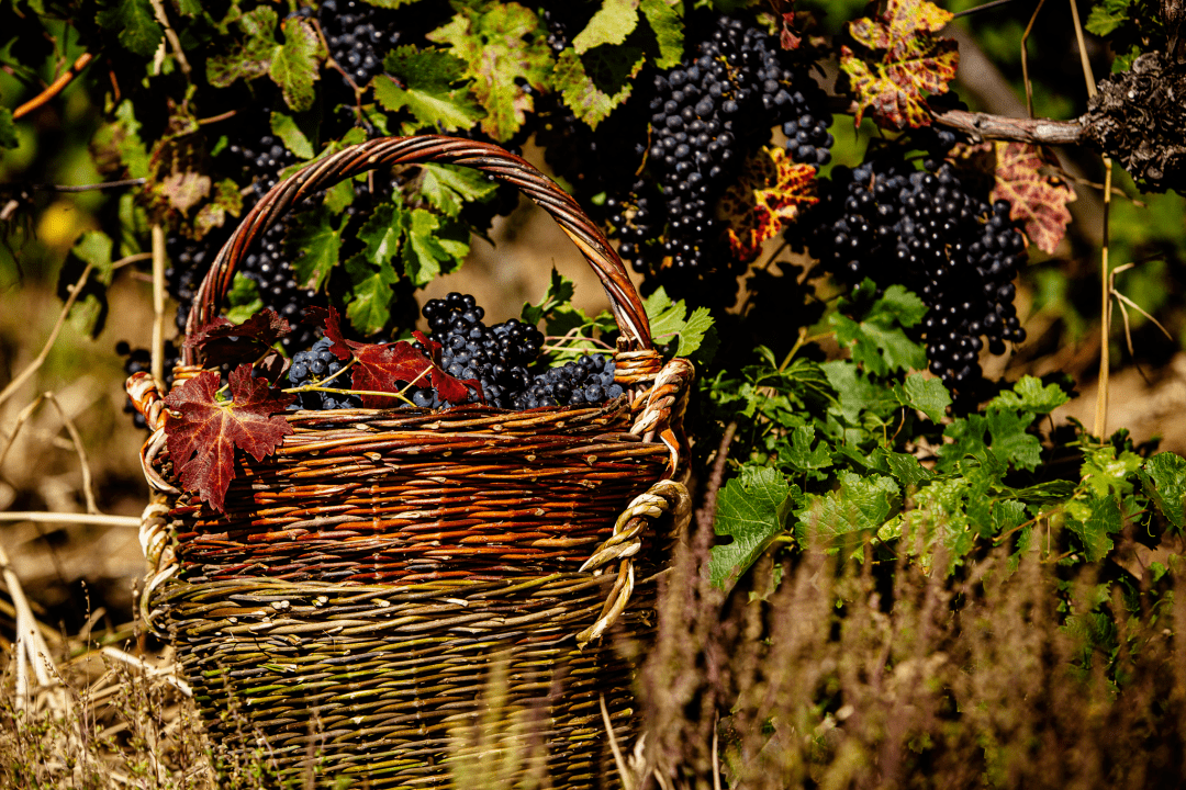 出口|挣扎中的乌克兰葡萄酒,竟有如许珍宝