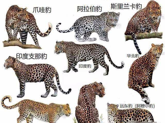 而花豹下的非洲豹,波斯豹等等,这些是花豹的亚种,就像东北虎,华南虎等