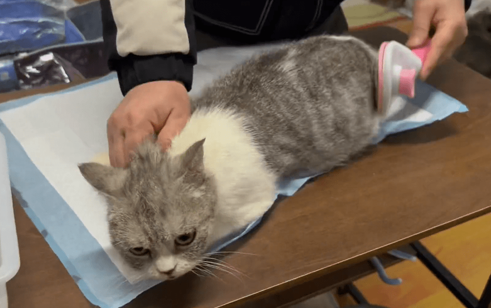 原创怀孕起司猫深夜徘徊商业街小哥如此漂亮的猫咪希望你的主人能早点