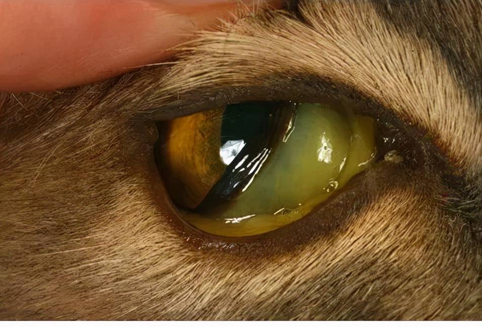 猫干性传腹眼睛照片图片