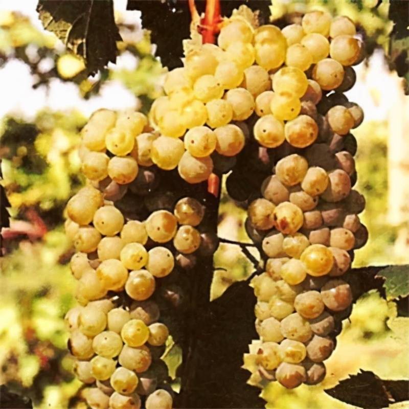 出口|挣扎中的乌克兰葡萄酒,竟有如许珍宝