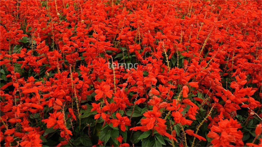 红色芭蕾串红象牙红