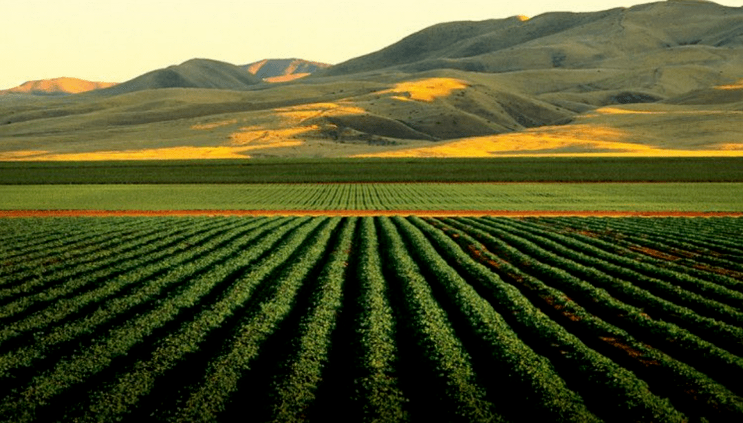 出口|挣扎中的乌克兰葡萄酒,竟有如许珍宝