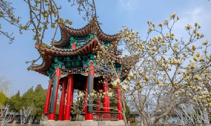 济南|又见玉兰花开！济南多地即将美成童话，看到第一个就心动了！