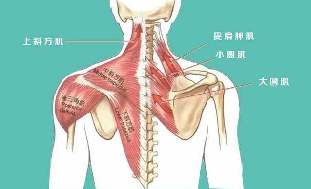 肩胛骨在人体的位置图图片