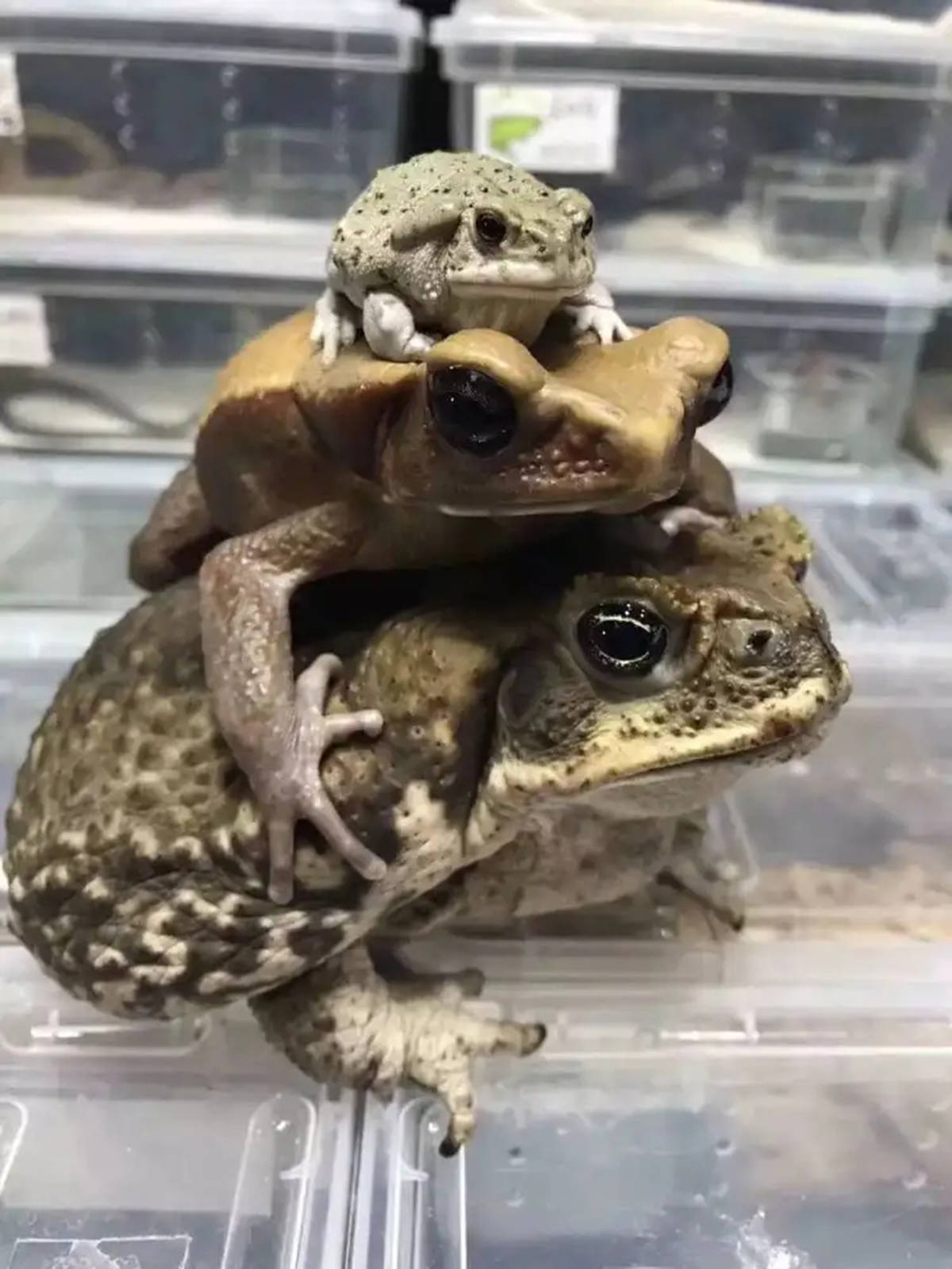 还多,靠蟾酥让狐狸,野猫避而言之,蟾蜍有何过人之处_蝌蚪_我国_叫声