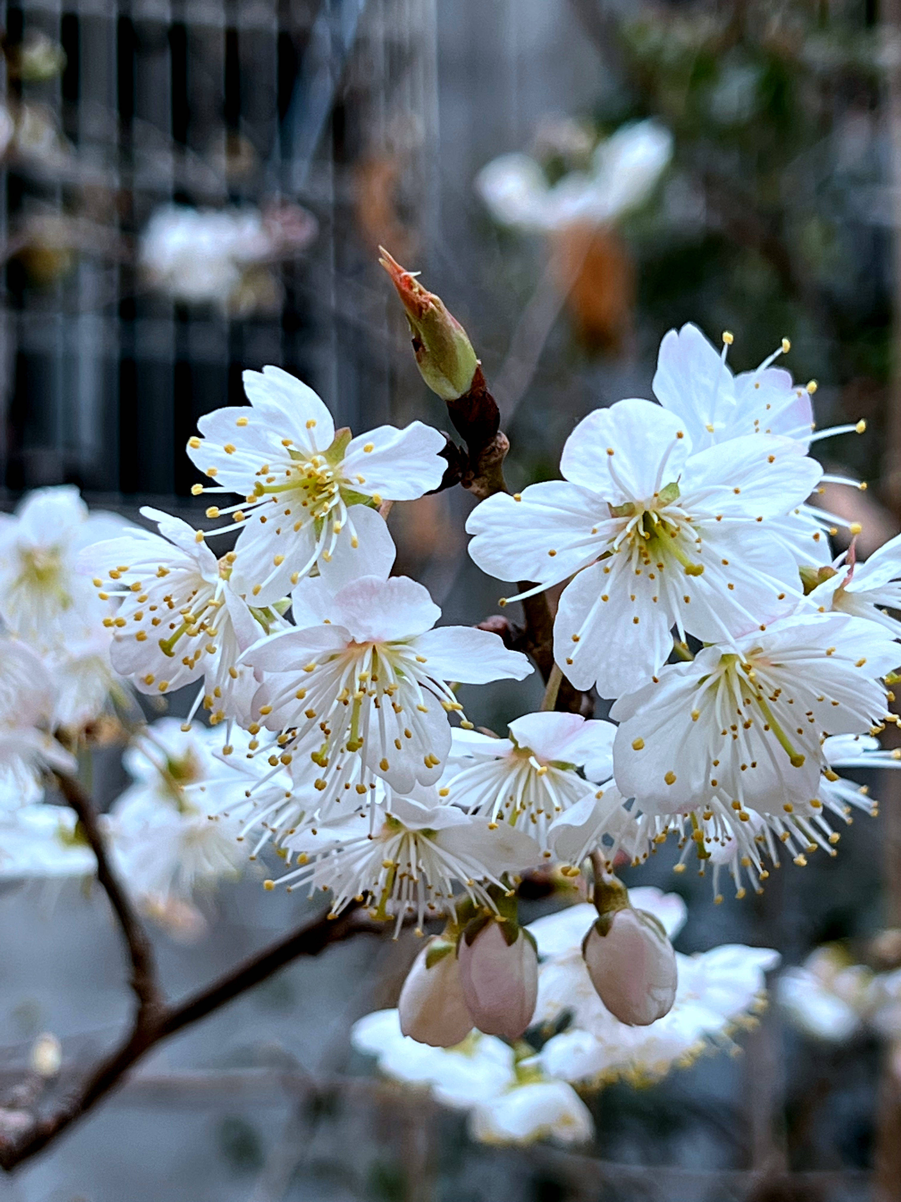原创三月樱桃花悄然绽放为春天增添一抹靓丽颜色