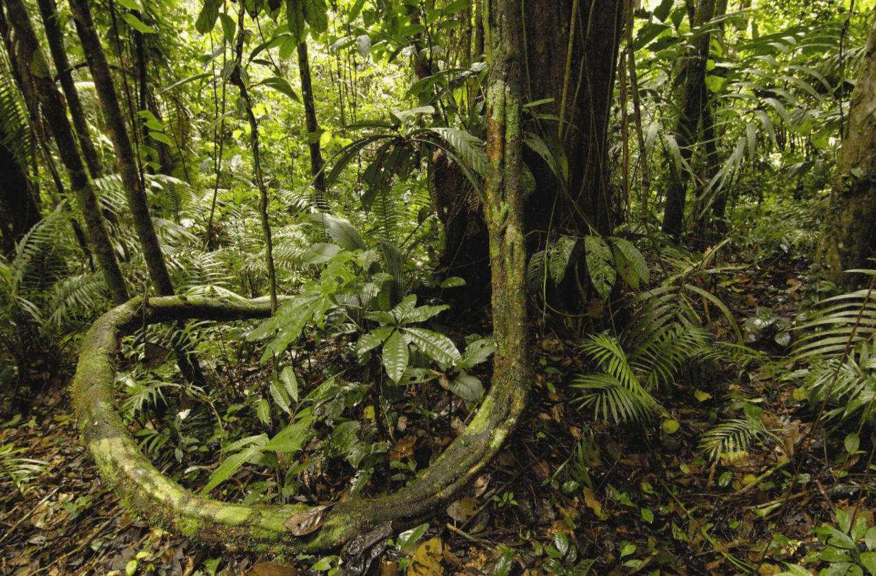 亚马逊雨林被称为禁区，为什么不敢去，里面到底有多恐怖？