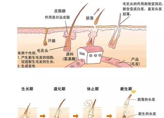 严重头发出油脱发会越来越严重？看完专家的解答，感觉这些年被骗了