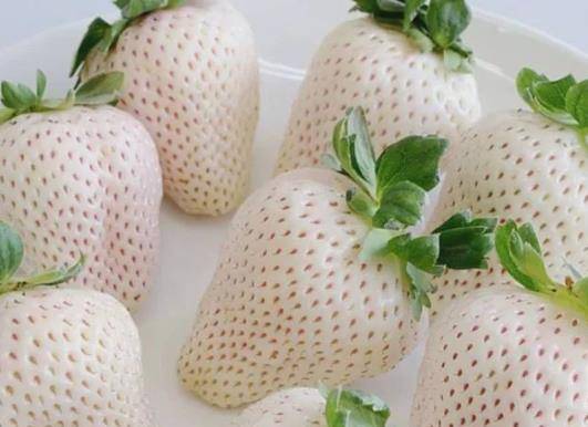 白草莓有哪些品种为什么白草莓这么贵