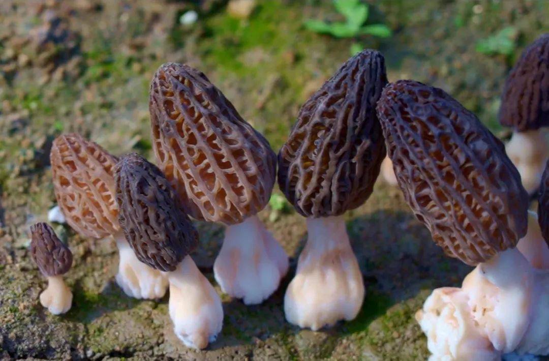 冕宁建设村"建"成乡村旅游"明星村"_复兴镇_瓜果_新农村