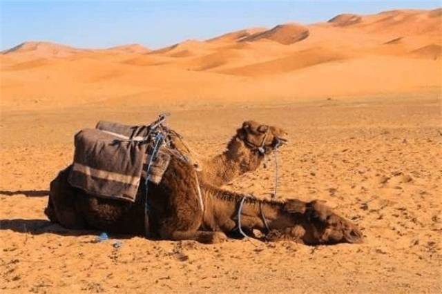 沙漠中死亡的骆驼不能碰，到底是事实还是夸大？骆驼能有啥危险？