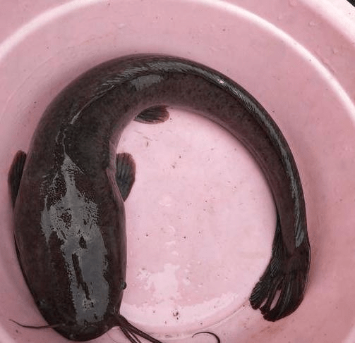 并且这两种鱼的口感不同:土鲶的味道比较鲜美,肉质很好,而埃及塘鲺