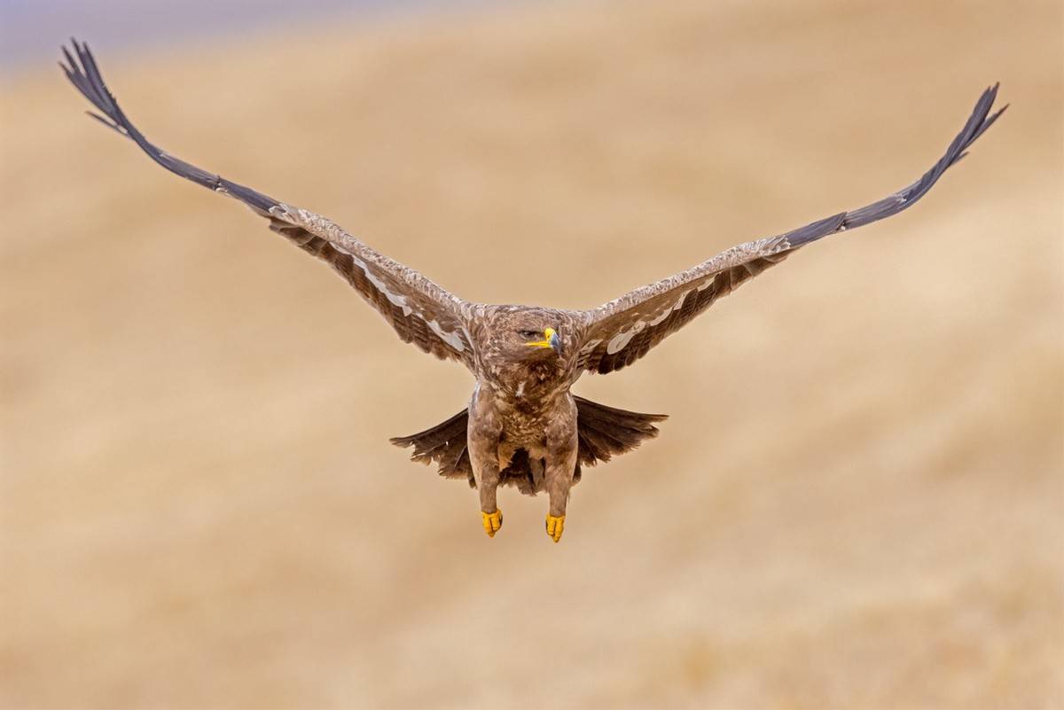以热爱为名发现自然之美 那些野性瞬间背后的故事