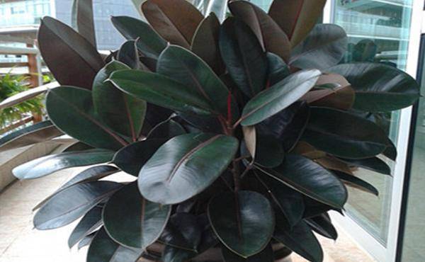 叶子最细的植物 4d36e7883de248018de7c94662a021aa.jpeg