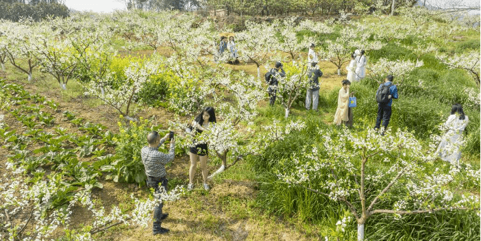 乡村振兴看重庆｜巴南以花为媒“绘制”农文旅美丽画卷