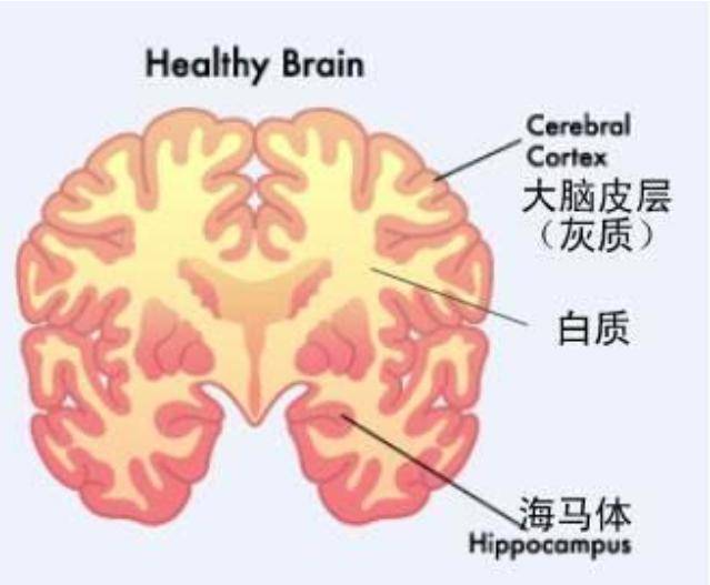 促进儿童大脑发育的最佳方式，并不是看电视