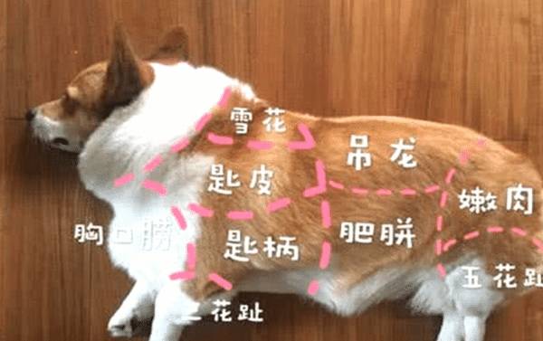 因为铲屎官带着柯基去理发，柯基还十分开心，结果剪完后柯基变成猪