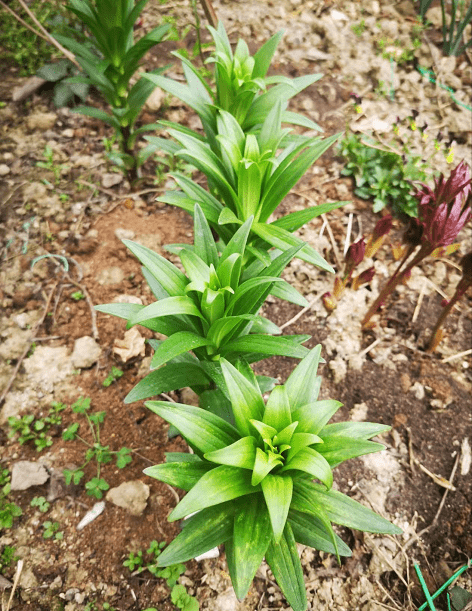 藍妖百合花春季種植方法和管理做好這2點告別消苞