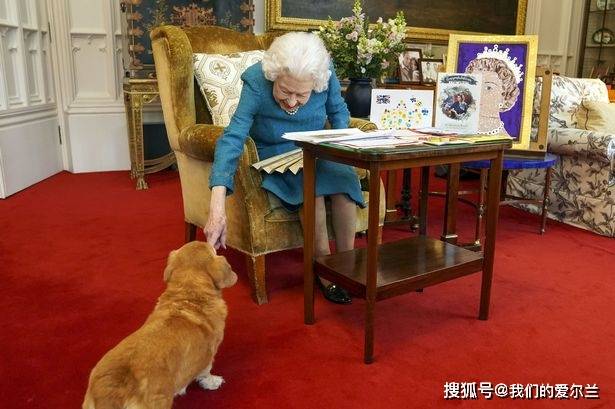 英国女王的狗的卧室图片
