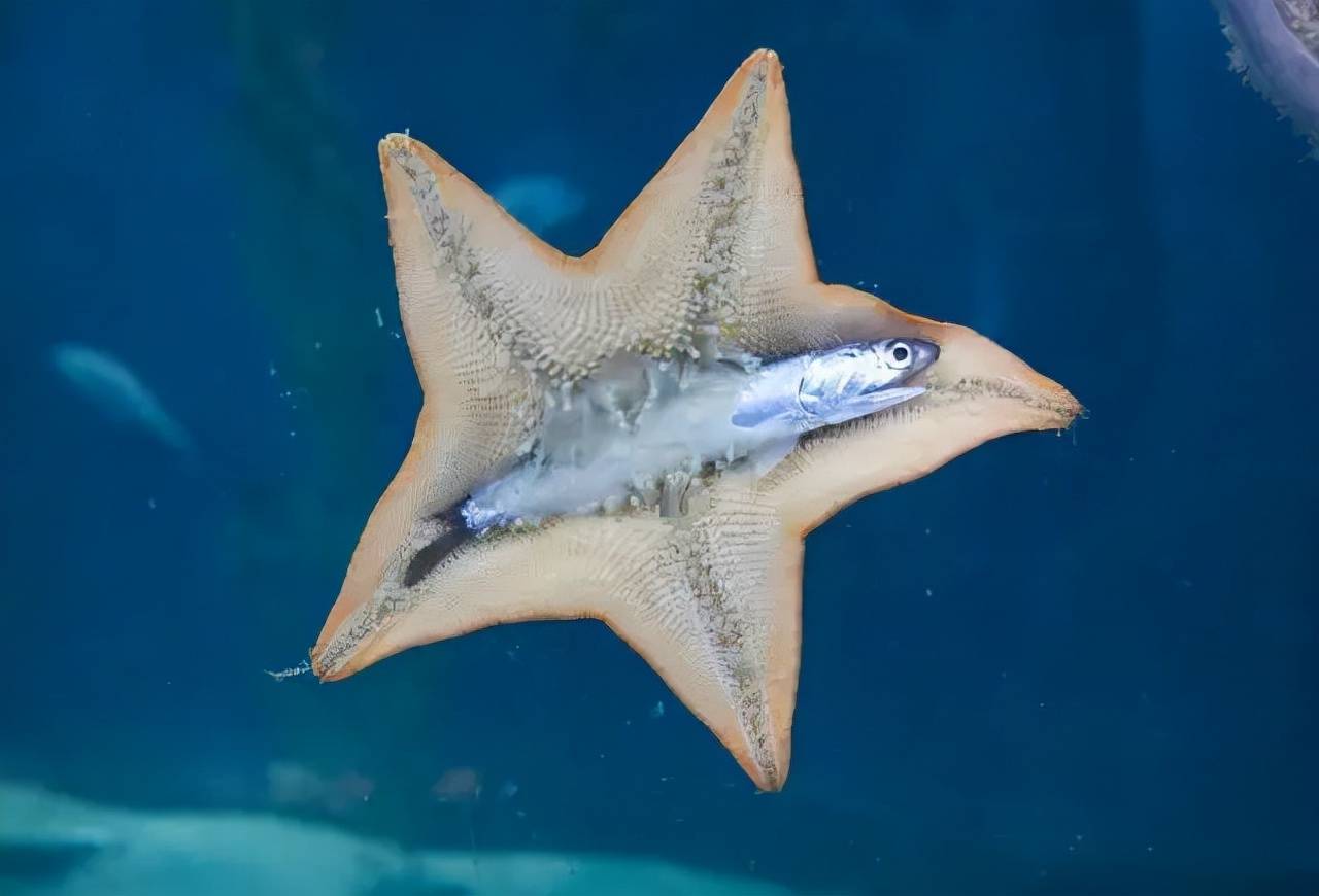 胶州湾海星泛滥价值一亿的海鲜被吃光网友主动请战能吃吗