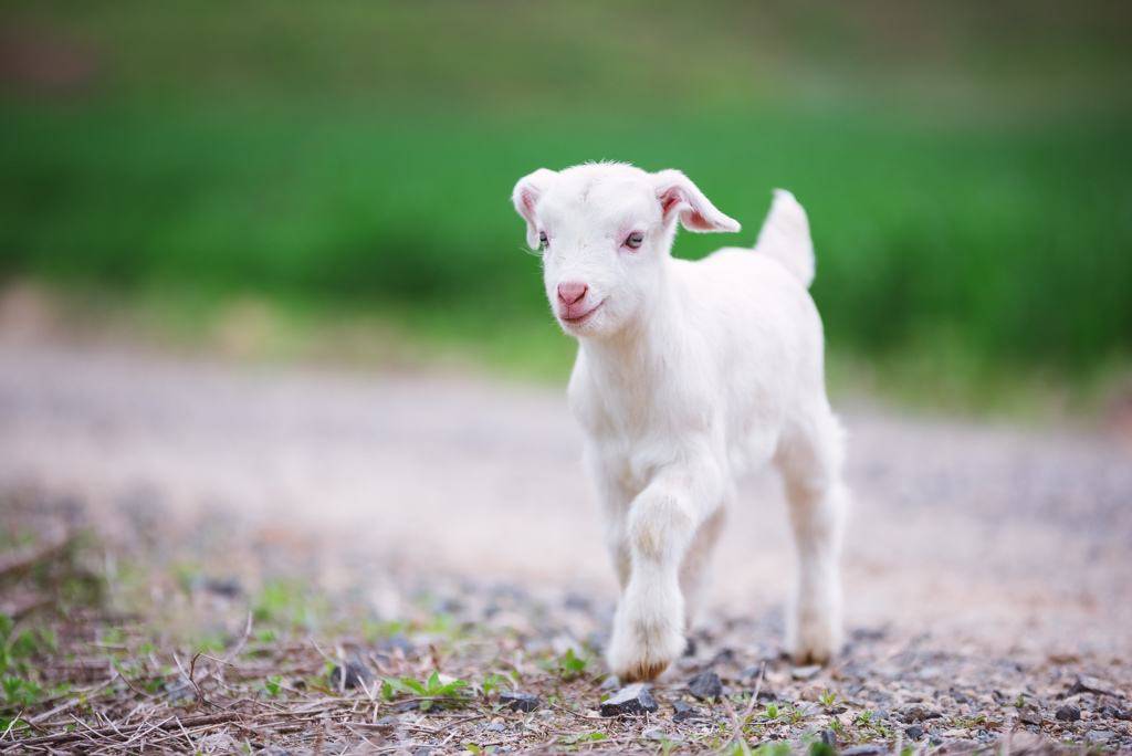 原创小羊羔肚子胀气如何快速消除小羊羔肚子胀气怎么治疗