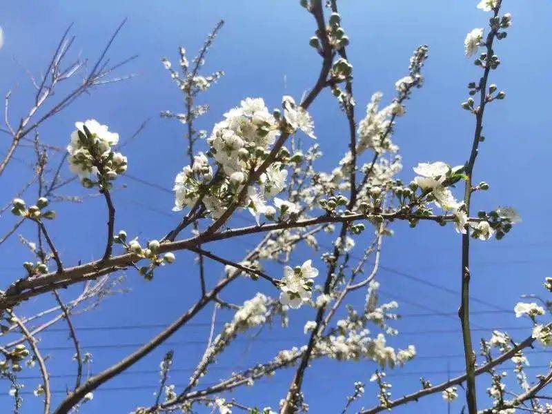 木瓜|腾冲沙河：花都开好了