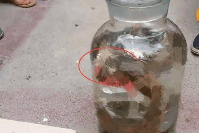 原创毒蛇泡酒一年后仍然咬死人蛇不用呼吸吗真的有可能吗