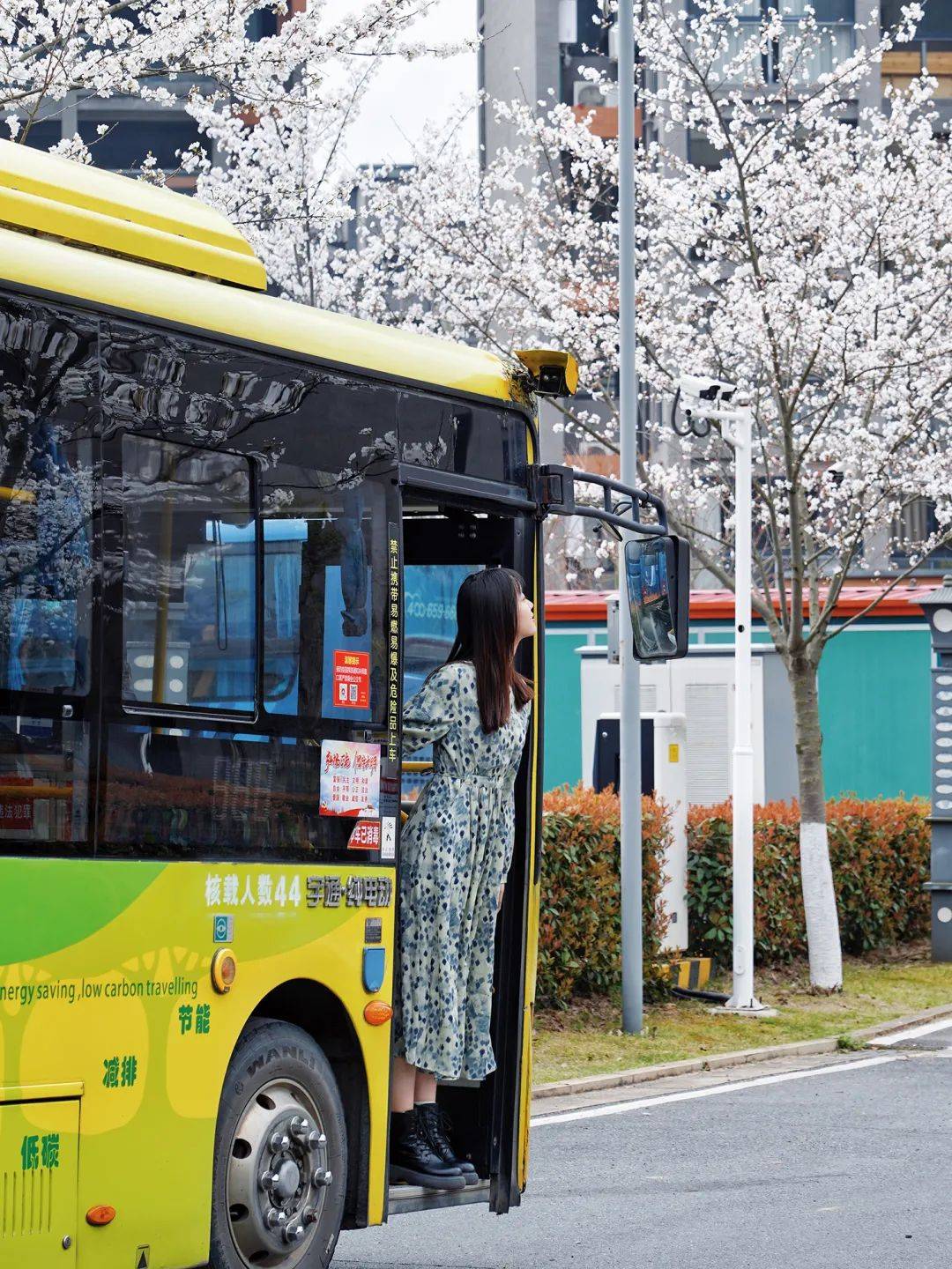从此阡陌多暖春这里就会化身最美的樱花停车场每到阳春三月温汤的樱花