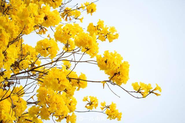 黄花风|广州环岛路因黄花风铃木刷屏，有人喜欢它的艳丽，有人却怀念榕树