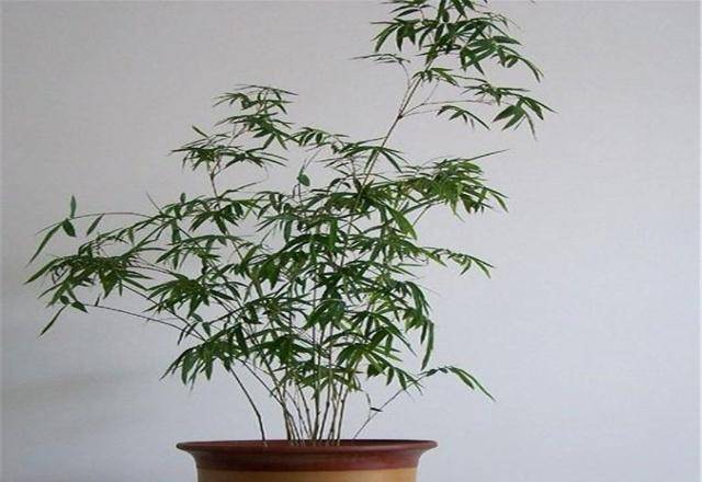 凤尾竹的养殖方法 了解之后 养殖凤尾竹不再是问题 栽培 土壤 夏天