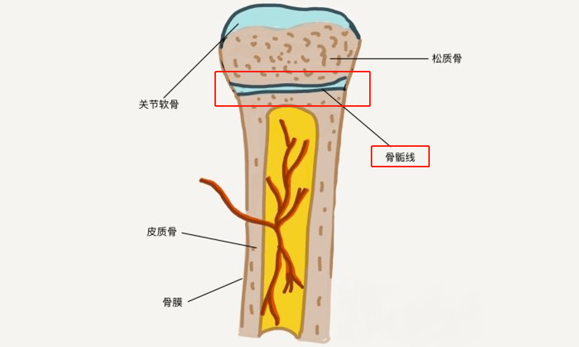 骨膜与骨皮质图片图片