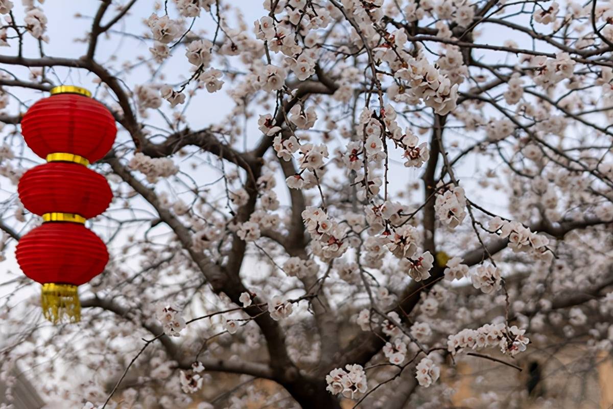 春风|洪洞大槐树景区：踏春赏花正当时 醉在寻根游园里