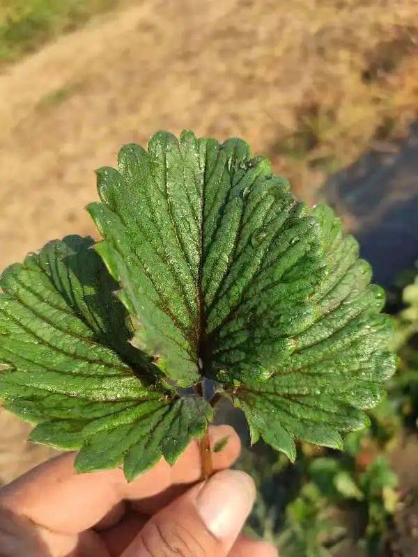 被蓟马吃过的草莓图片图片