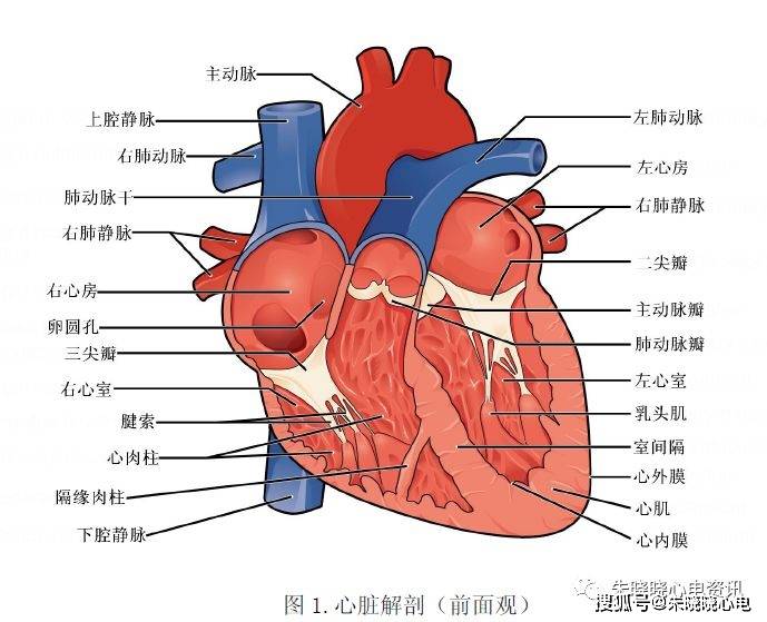 鲫鱼心脏解剖图图片