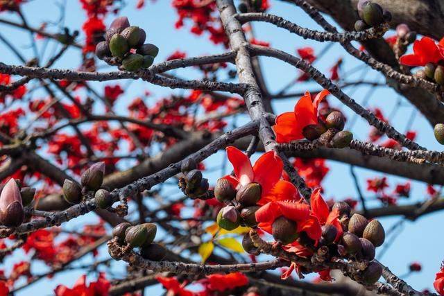 廣州市花木棉盛大開放紅遍廣州海珠區趕緊來看看