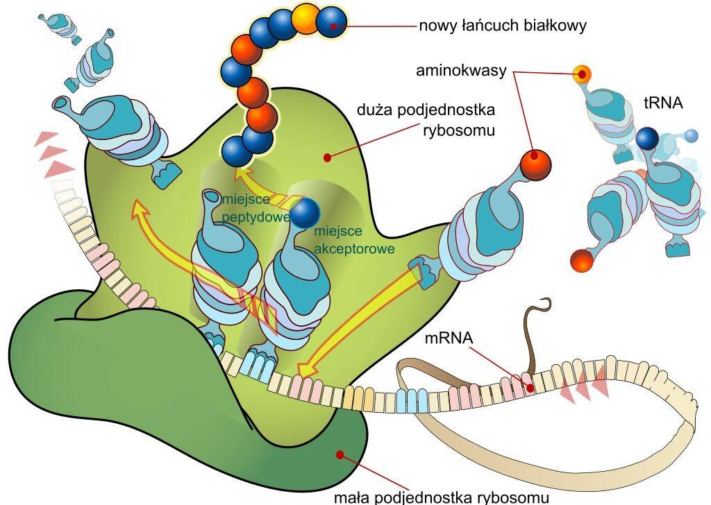 mrna又称信使rna,m是message的缩写▍什么是mrna?