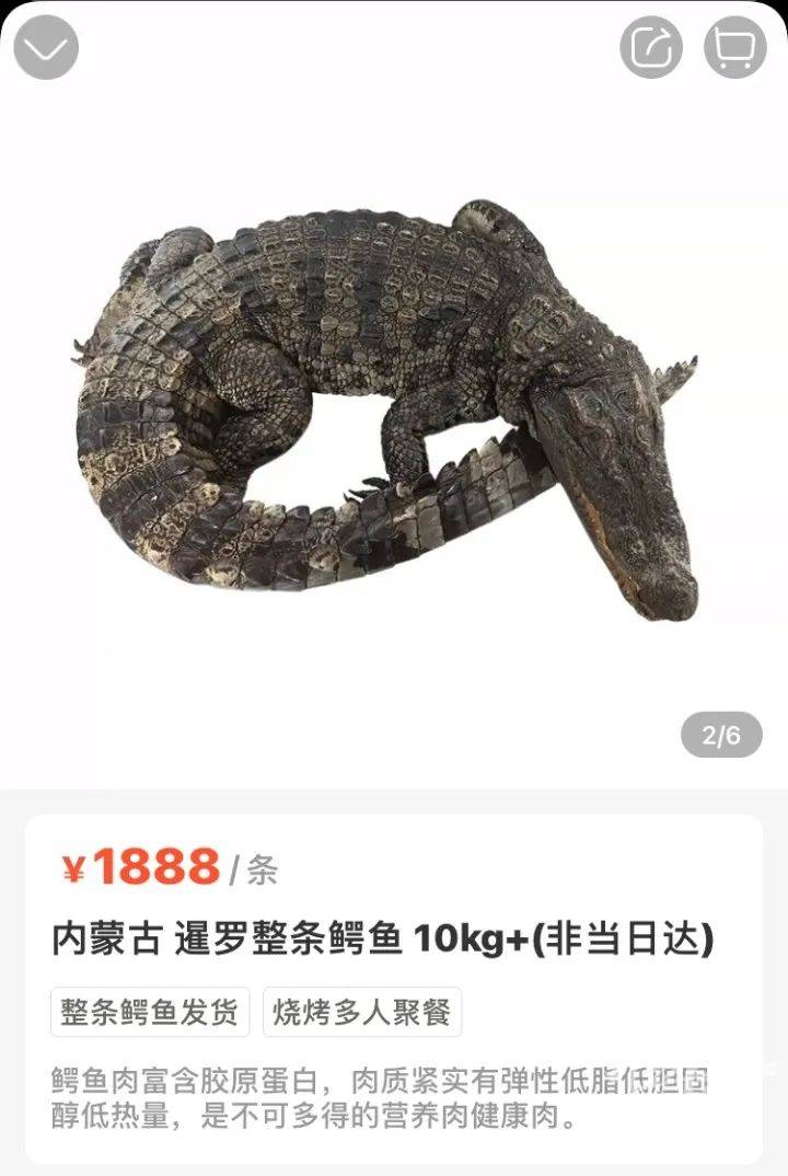 1888元24小时发货超市里居然能买到整条鳄鱼