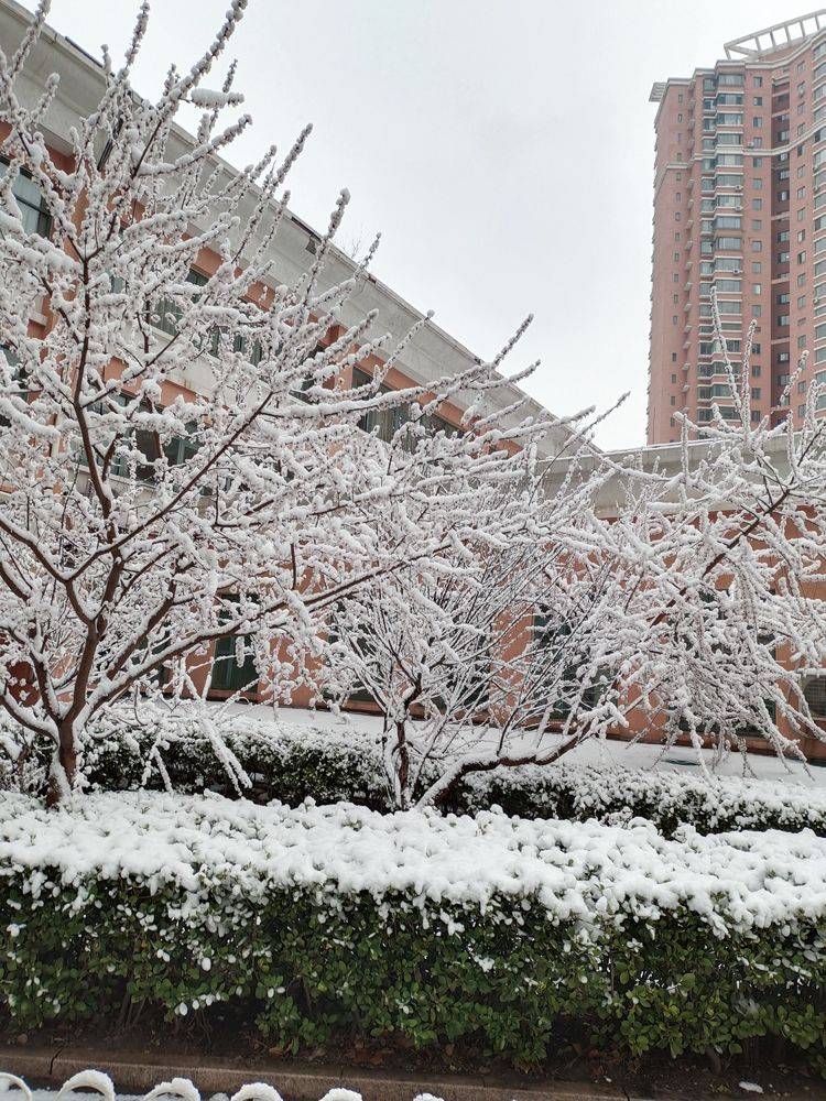 下集|一场雪，让这里的春天真美