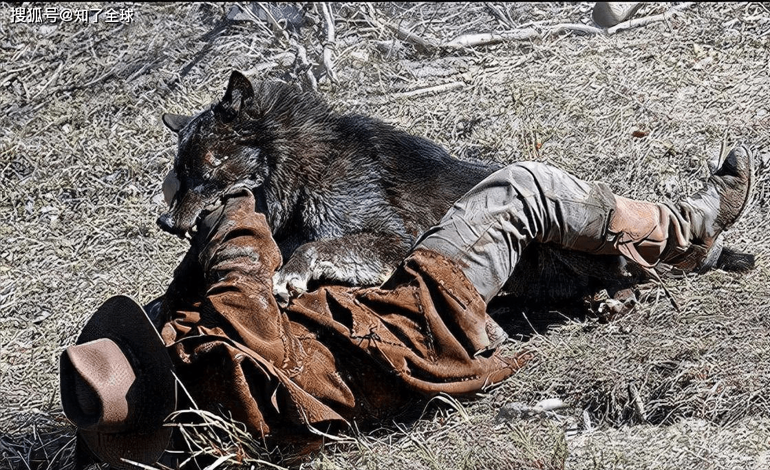 蒙古国南戈壁省,狼群泛滥,而牧民的日常工作是打狼和对骆驼弹琴_草原
