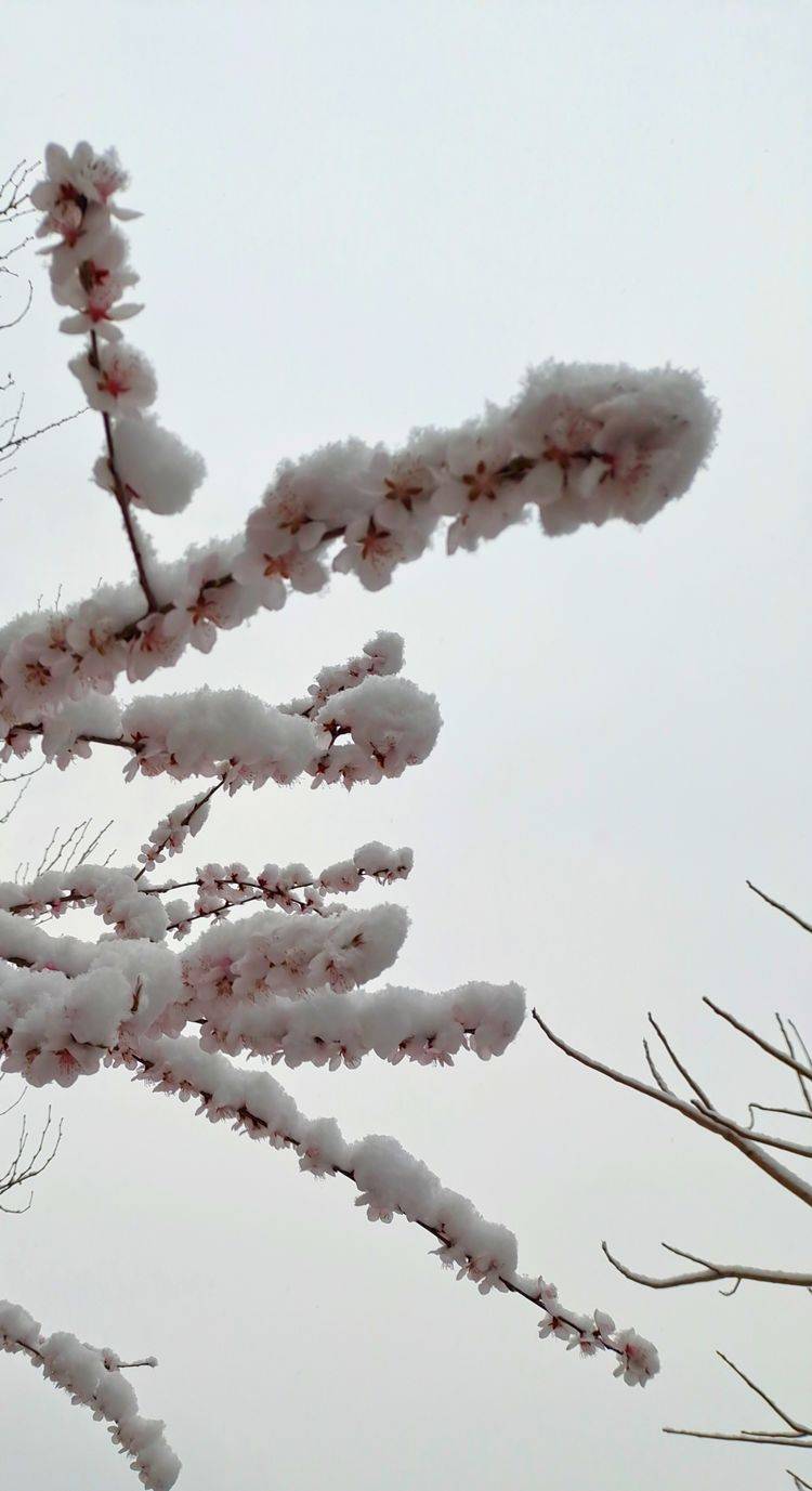 下集|一场雪，让这里的春天真美