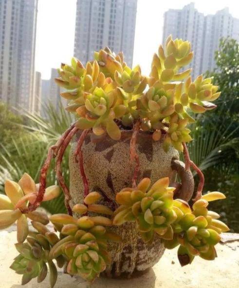 徒长的多肉黄丽春天使劲虐一虐养成漂亮小老桩