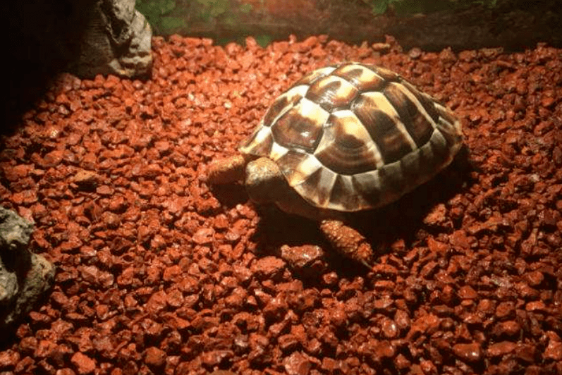 购买赫曼陆龟1只,2019年8月又花费6000元购买辐纹陆龟(辐射陆龟)1只