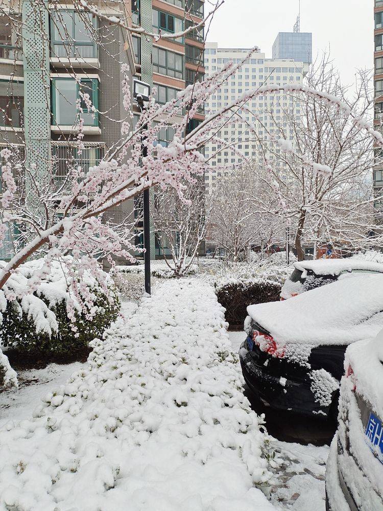 下集|一场雪，让这里的春天真美