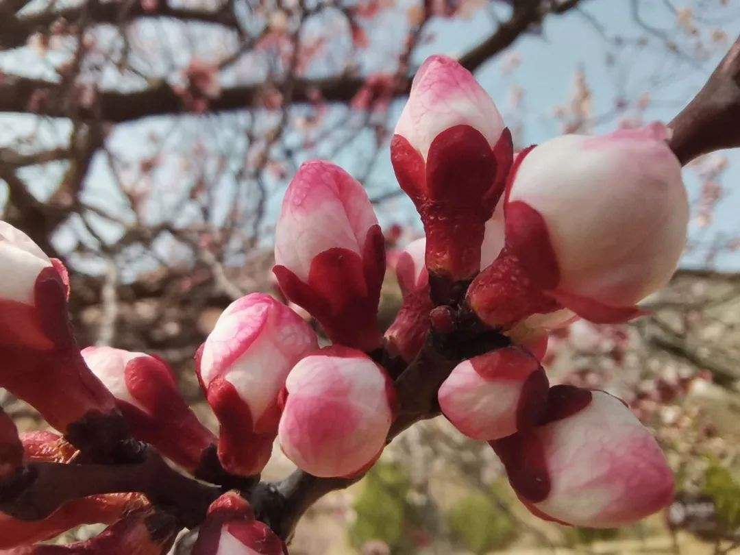 杏 曾经是北方主要水果之一 如今地位却很尴尬 这是为啥呢 杏子 杏树 董奉