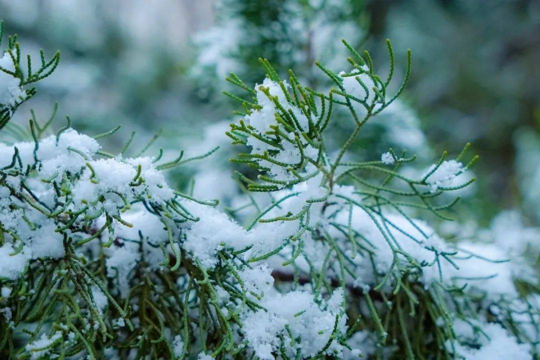 满空|春雪满空来，诚邀共赏雪中的东方双语