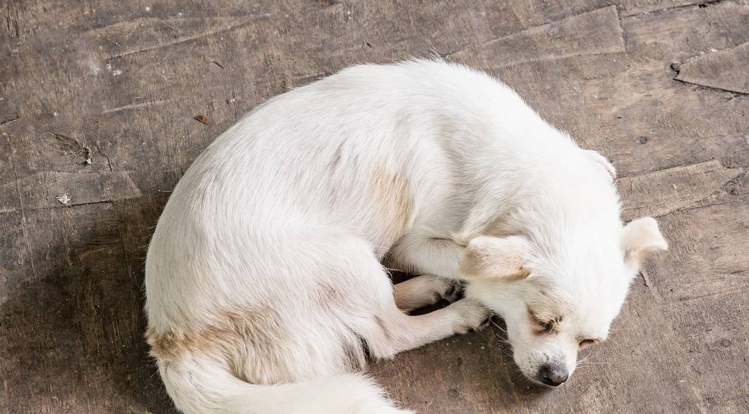 原创狗狗冷知识从狗睡觉的姿势能看出它对主人的态度